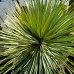 Yucca Rostrata (Juka) - kont. C70L, výška 60-70 cm, výška kmeňa: 35-45 cm (-22°C) Yucca Rostrata (Juka) - kont. C70L, výška 60-70 cm, výška kmeňa: 35-45 cm (-22°C)