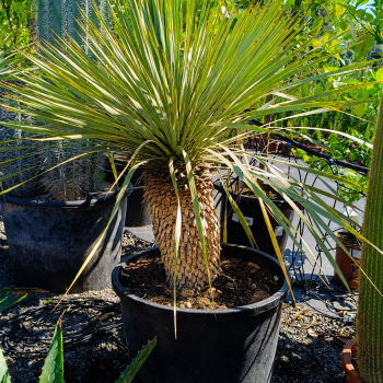 Yucca Rostrata (Juka) - kont. C70L, výška 60-70 cm, výška kmeňa: 35-45 cm (-22°C) 