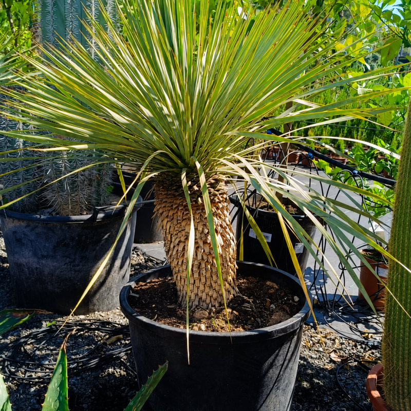 Yucca Rostrata (Juka) - kont. C70L, výška 60-70 cm, výška kmeňa: 35-45 cm (-22°C) Yucca Rostrata (Juka) - kont. C70L, výška 60-70 cm, výška kmeňa: 35-45 cm (-22°C)