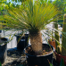 Yucca Rostrata (Juka) - kont. C70L, výška 60-70 cm, výška kmeňa: 35-45 cm (-22°C) Yucca Rostrata (Juka) - kont. C70L, výška 60-70 cm, výška kmeňa: 35-45 cm (-22°C)