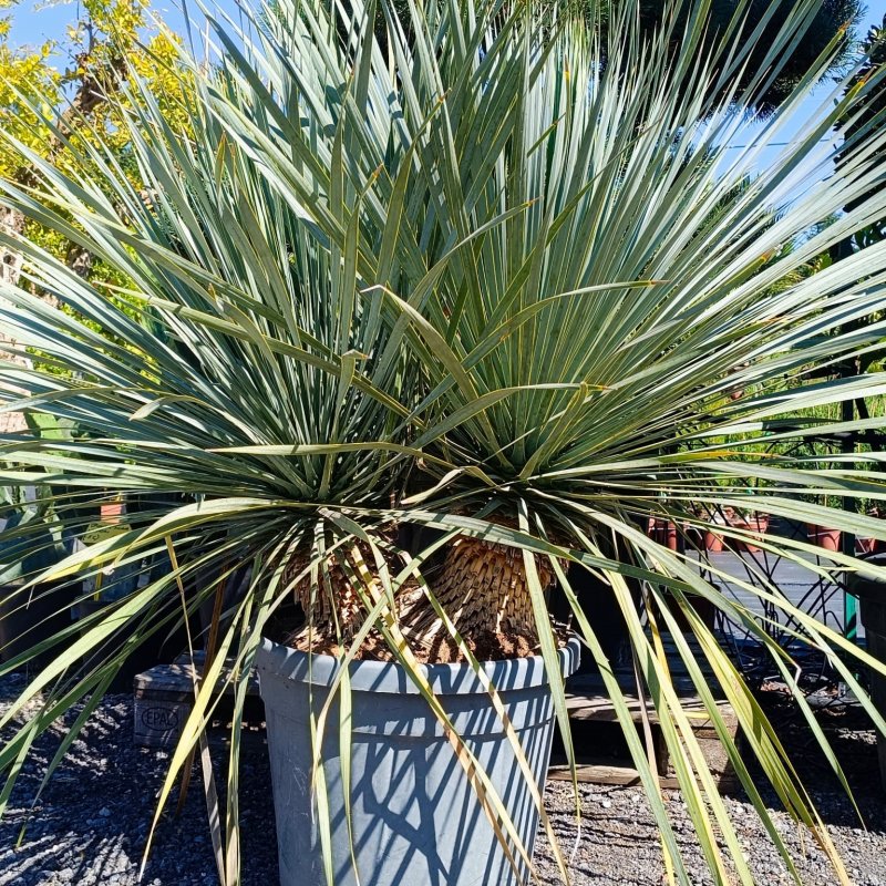 Yucca Rostrata (Juka) - celková výška 90-100 cm, výška kmeňa: 20 cm, kont. C45L (-22°C) - DVOJKMEŇ Yucca Rostrata (Juka) - celková výška 90-100 cm, výška kmeňa: 20 cm, kont. C45L (-22°C) - DVOJKMEŇ