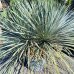 Yucca Rostrata (Juka) - celková výška 90-100 cm, výška kmeňa: 20 cm, kont. C45L (-22°C) - DVOJKMEŇ Yucca Rostrata (Juka) - celková výška 90-100 cm, výška kmeňa: 20 cm, kont. C45L (-22°C) - DVOJKMEŇ