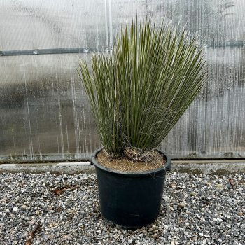 Yucca elata (Juka elata), kont. C30L/C24L, výška: 50-70 cm (-26° C)