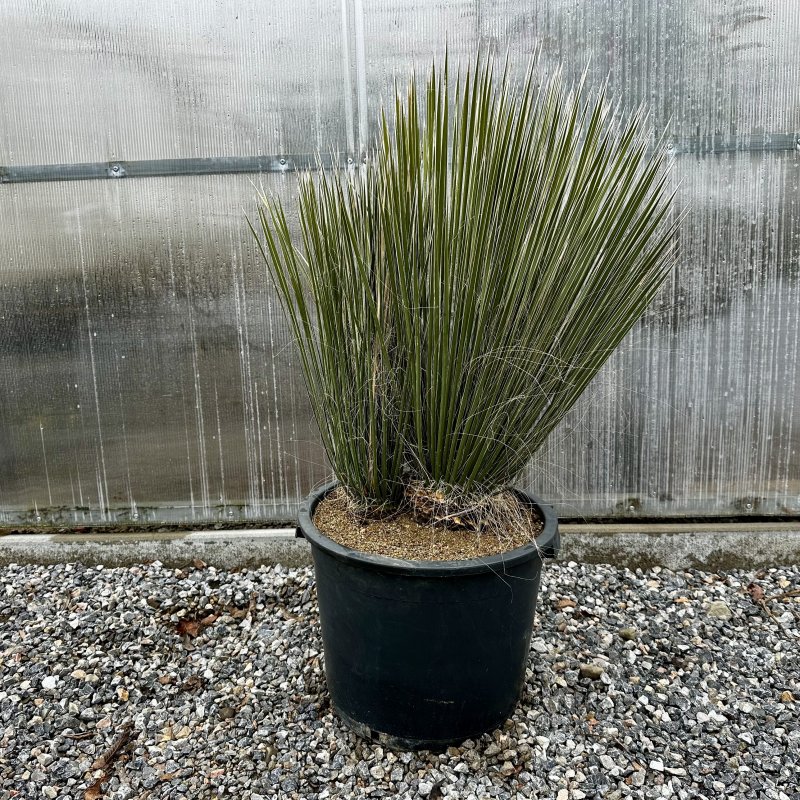 Yucca elata (Juka elata), kont. C30L/C24L, výška: 50-70 cm (-26° C)