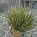 Yucca elata (Juka elata), kont. C30L/C24L, výška: 50-70 cm (-26° C)