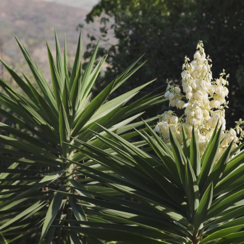 Yucca filifera (Juka vláknitá) - kont. C10L, výška 50+ cm, Ø 50 cm (-15°C)
