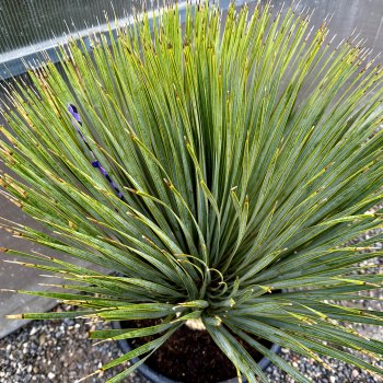Yucca Rostrata (Juka) - kont. C70L, výška 140-160 cm, výška kmeňa: 60/70 cm (-22°C)