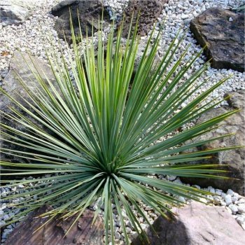 Yucca Rostrata (Juka)´ROSTRATA´ - kont. C7L, výška: 20-30 cm, Ø 20-30 cm (-22°C)