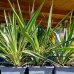 Yucca aloifolia (Juka stromová) ´VARIEGATA´ - kont. C1L, výška 20-30 cm Yucca aloifolia (Juka stromová) ´VARIEGATA´ - kont. C1L, výška 20-30 cm