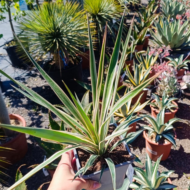 Yucca aloifolia (Juka stromová) ´VARIEGATA´ - kont. C1L, výška 20-30 cm Yucca aloifolia (Juka stromová) ´VARIEGATA´ - kont. C1L, výška 20-30 cm