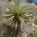 Yucca aloifolia (Juka stromová) ´VARIEGATA´ - kont. C1L, výška 20-30 cm Yucca aloifolia (Juka stromová) ´VARIEGATA´ - kont. C1L, výška 20-30 cm