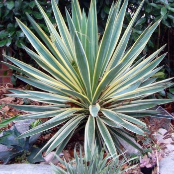 Yucca gloriosa, Juka nádherná ´VARIEGATA´ kont. C2L, výška 20-30 cm
