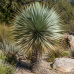 Yucca Rostrata (Juka) - kont. C35L, výška 60-80 cm, výška kmeňa 20-30 cm (-22°C) Yucca Rostrata (Juka) - kont. C35L, výška 60-80 cm, výška kmeňa 20-30 cm (-22°C)