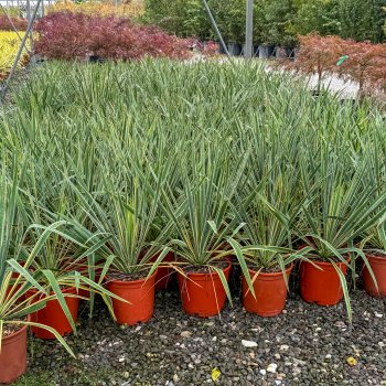 Yucca gloriosa (Juka nádherná) ´VARIEGATA´ kont. C7L, výška 40-50 cm, Ø 30-50 cm (-25°C)