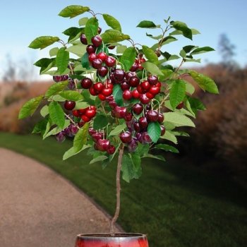 Prunus avium, mini čerešňa stĺpovitá ´CERASELLA´ - kont. C10L, výška: 120-140 cm, obvod kmeňa 8/10 cm
