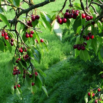 Prunus avium, Čerešňa ´BURLAT´ kont. C10L, výška: 130-160 cm (skorá)