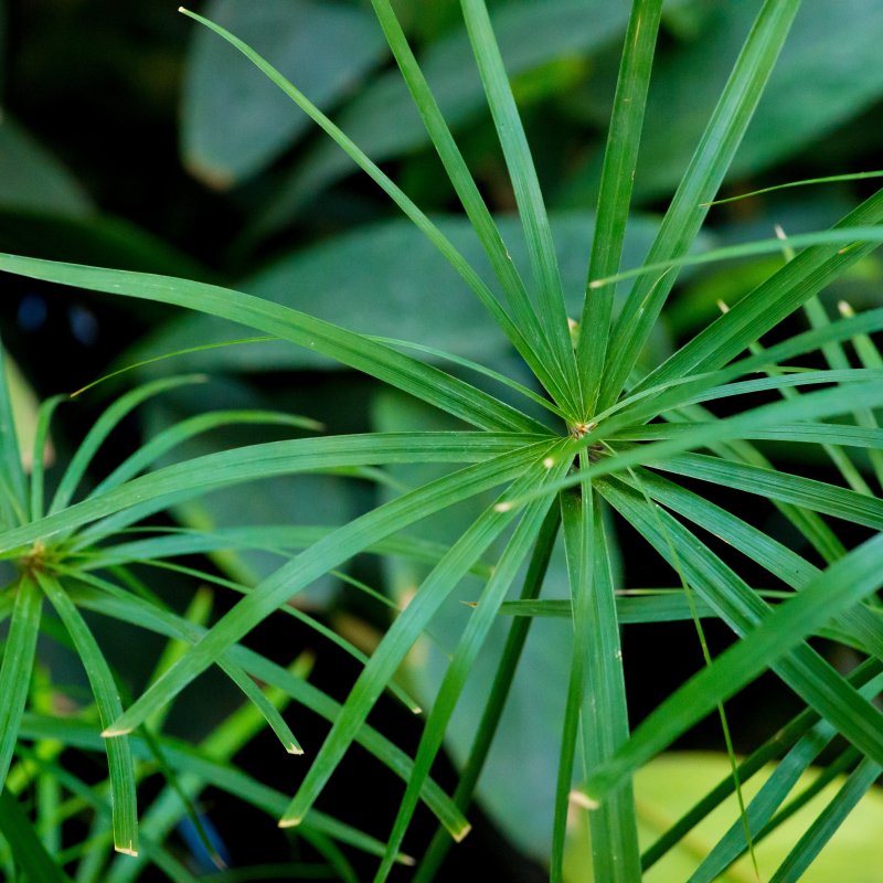 Cyperus alternifolius (Šachor striedavolistý) - kont. P9, výška 20 cm