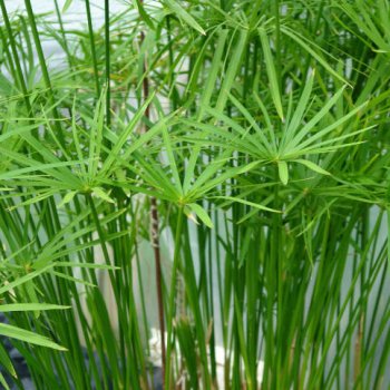 Cyperus alternifolius (Šachor striedavolistý) kont. C3L, výška: 40-60 cm