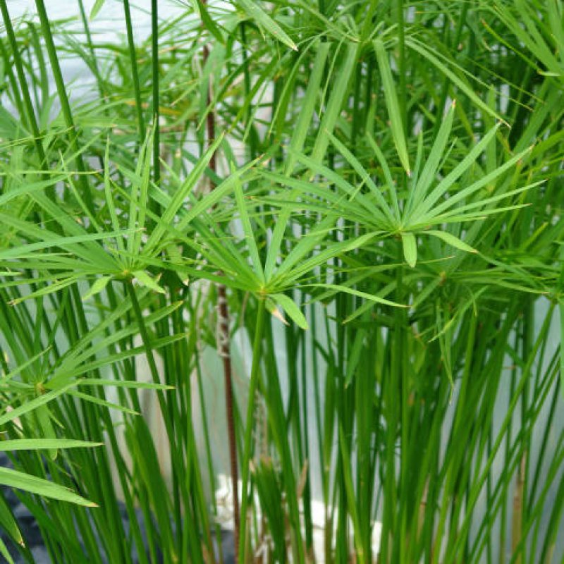 Cyperus alternifolius (Šachor striedavolistý) - kont. C3L, výška 100-120 cm